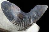 Arched Paralejurus Trilobite - Foum Zguid, Morocco #49895-4